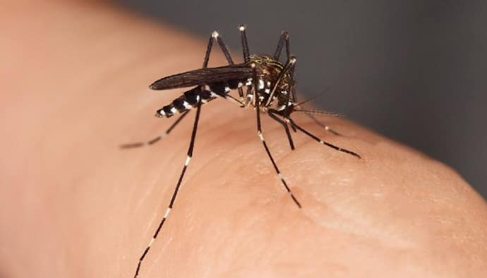 मच्छर के काटने से कोमा में चला गया व्यक्ति: डॉक्टर्स ने किया 30 ऑपरेशन, ब्लड प्वाइजनिंग, हर्ट किडनी फेल्योर...