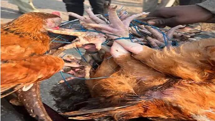 हरियाणा में मुर्गियां मारने पर fir,रास्ते से गुजर रही महिला ने की शिकायत- जानें क्या था मामला 