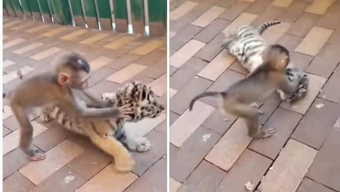 Viral Video: बंदर और बाघ के बच्चे की दोस्ती देखकर खुश हो जाएगा आपका दिल, यूजर्स बोले 'So Sweet' 