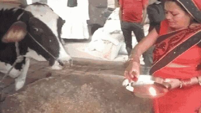 गोरखपुर: बिना बच्चे के गाय दे रही 4 लीटर दूध, लोगों ने चमत्कार मानकर शुरू की पूजा