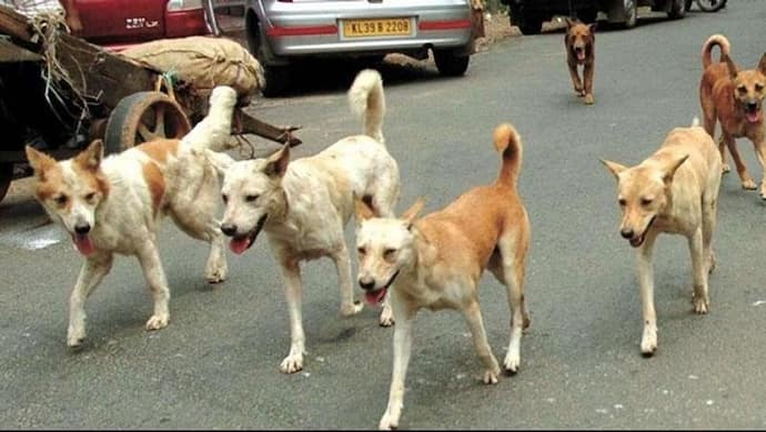 लखनऊ में टहलने के लिए घर से निकली महिला पर 7 कुत्तों का अटैक, पूरी बॉडी को नोंचा डाला