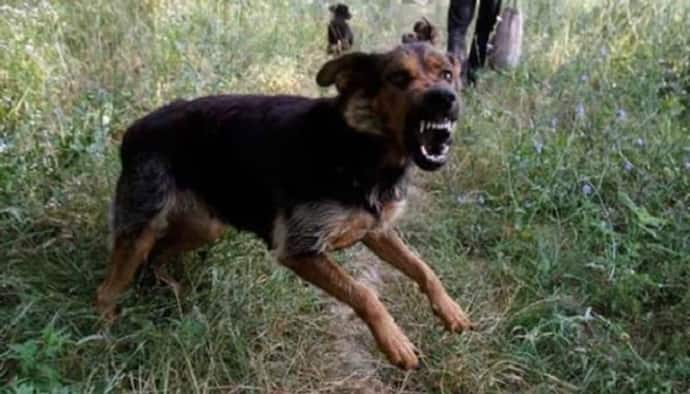 कानपुर: 2 घंटे में 26 लोगों को कुत्ते ने बनाया निशाना, हमले का शिकार बच्ची का आईसीयू में इलाज जारी