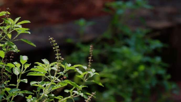 Tulsi Pujan Diwas 2022: घर में तुलसी का पौध रखने से दूर होते हैं कई दोष, इन बातों का भी रखें ध्यान