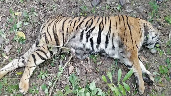 टाइगर स्टेट मध्य प्रदेश में बाघिन का शव मिलने से हड़कंप, 3 दिन पूर्व ही बांधवगढ़ में मृत मिला था बाघ 