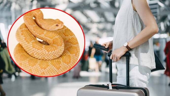 एयरपोर्ट  में चैकिंग के दौरान महिला के बैग से निकला ये खतरनाक सांप, मच गया हड़कंप