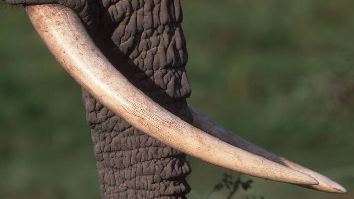Elephant Tusk