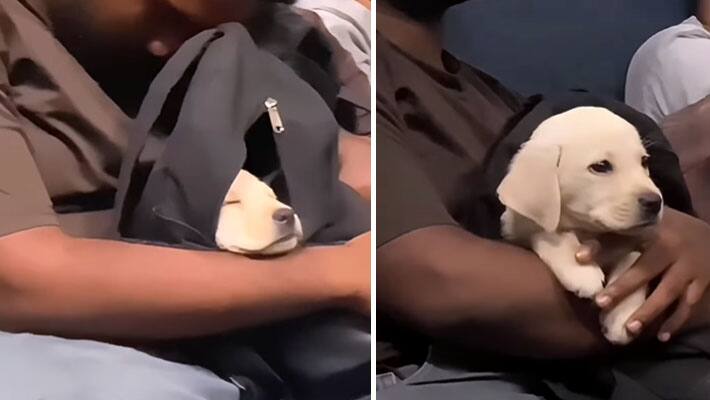cute video of dog sleeping in bag and also the owner