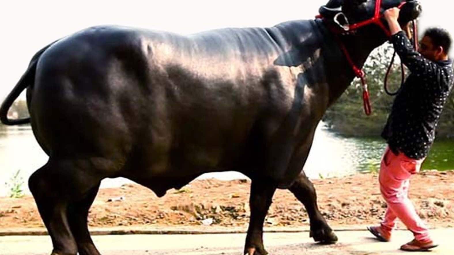 buffalo Kishan of Bheem worth many crores in Nagaur Ramdev Cattle Fair Rajasthan 