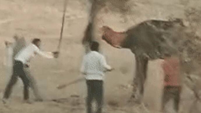 Bikaner news camel ate the owner to death 
