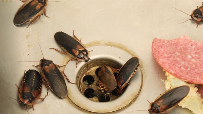 how to prevent cockroach from kitchen