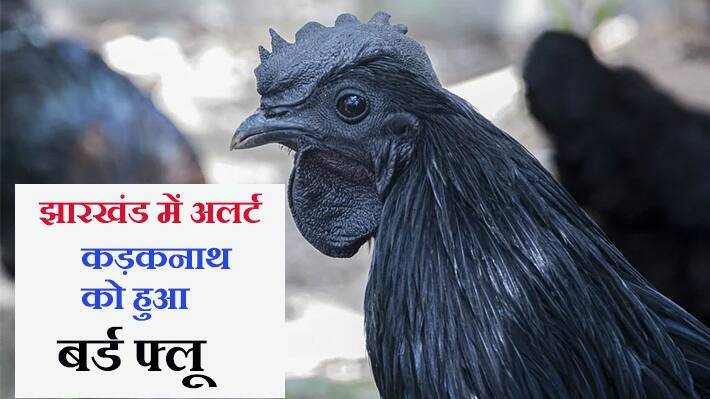 Jharkhand on alert as bird flu