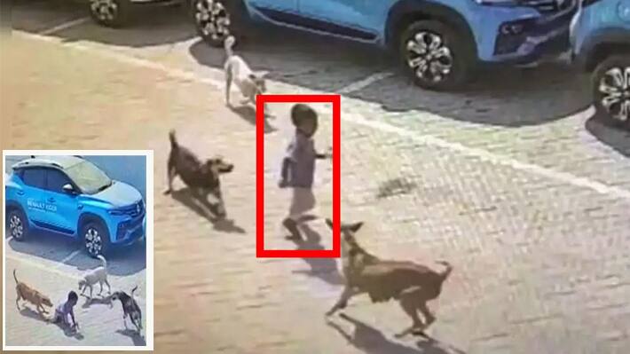 stray dogs mauling boy to death