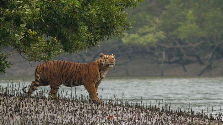 world wilde life day best tiger reserves and national parks of india4