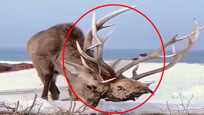 deer fight shocking video