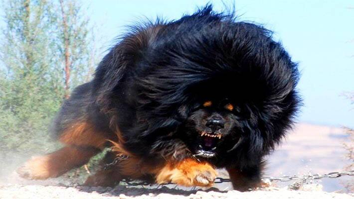 tibbati mastif dog turned bear
