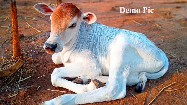 raping calf in MP village 