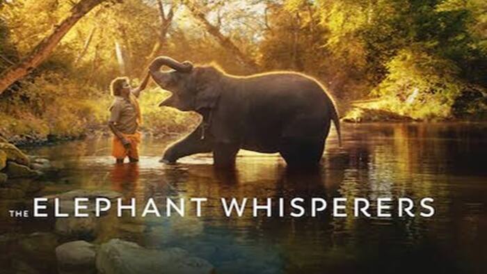 The Elephant Whisperers