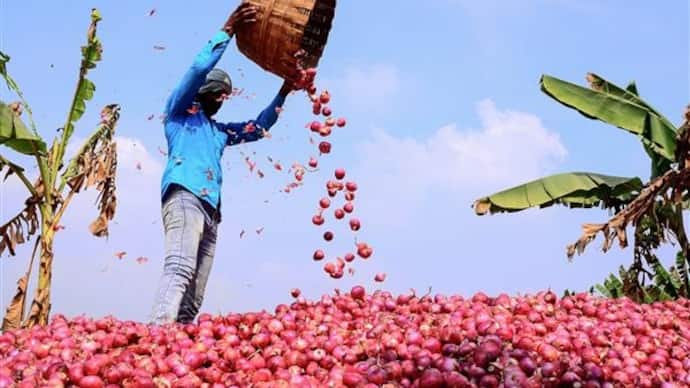 mumbai news, Onion farmers not satisfy with ₹300 ex gratia