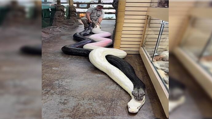 American Man holds two giant pythons
