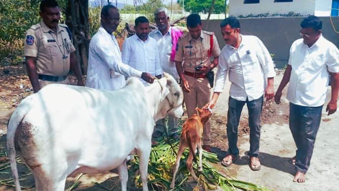Telangana Minister Sends Cow as Gift 