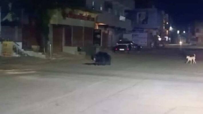 ambikapur news wild bear entered in city at midnight