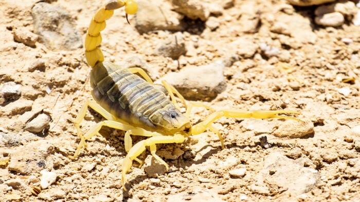 death scorpion