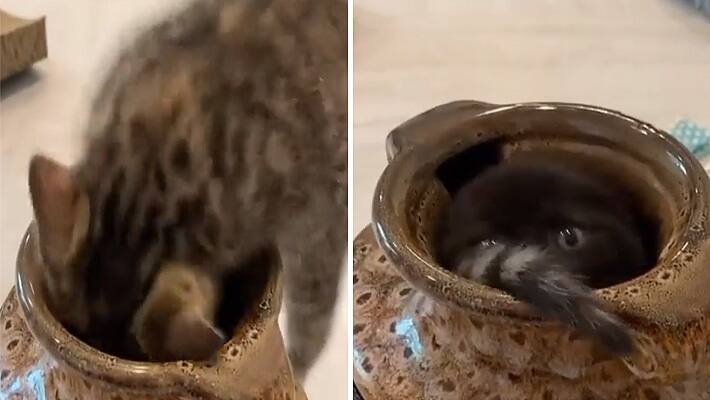 cat goes inside magical pot