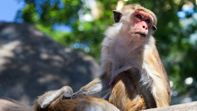 Sri Lanka confirms Chinese company request for exporting one lakh endangered monkeys 