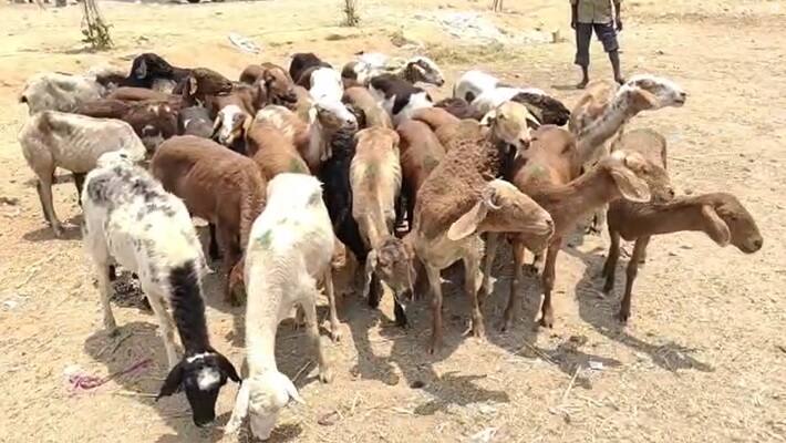 Sheep demand  increased in Karnataka