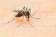 Malaria: সর্দি জ্বর নাকি ম্যালেরিয়া! কিভাবে সনাক্ত করবেন শরীরে কোন রোগ বাসা বেঁধেছে