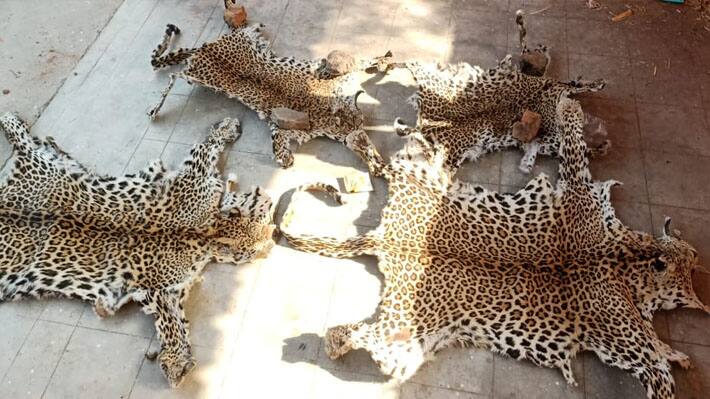 Udaipur News shocking crime stories Hunter arrested for killing panther