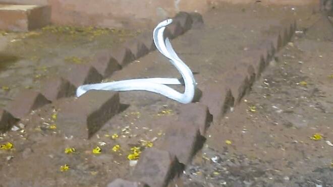 rare video of wild life Rescue of white cobra f