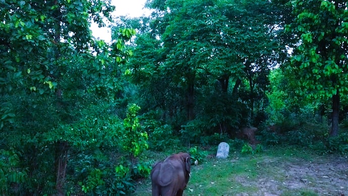 Elephant terror in Jharkhand