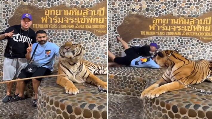 tiger selfie funny videO