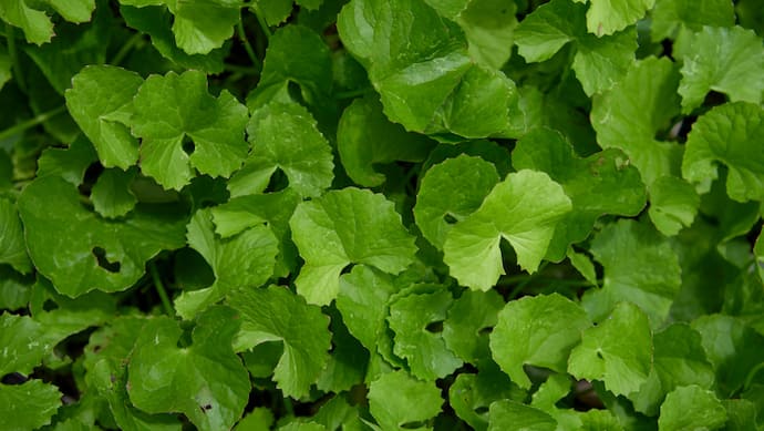 Thankuni leaf 