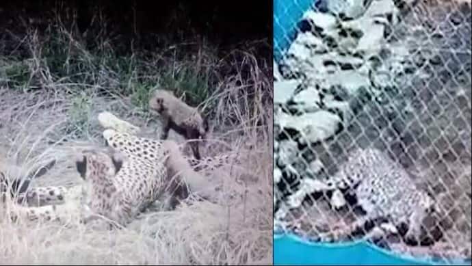 cub cheetah died