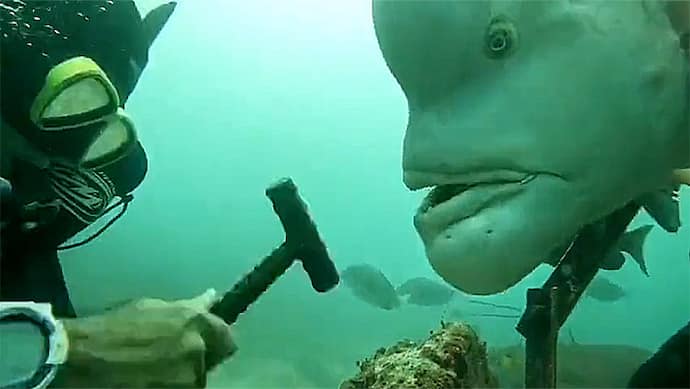 diviers encounter with human face fish