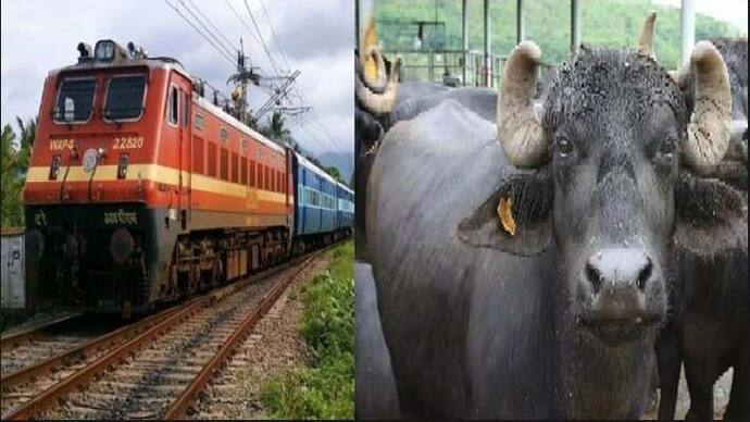 train hit buffaloes in rajasthan