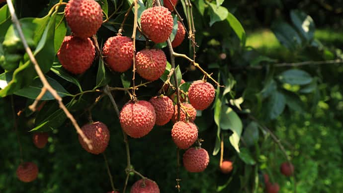 Lychee benefits for Health