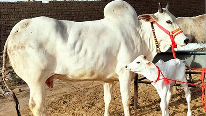 indian cow 