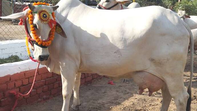 indian cow name