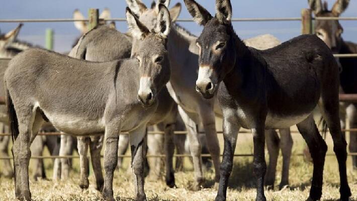 Donkey Pakistan
