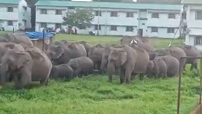  Humans and elephants co-exist in Assam Narangi military station no conflict watch the viral video 