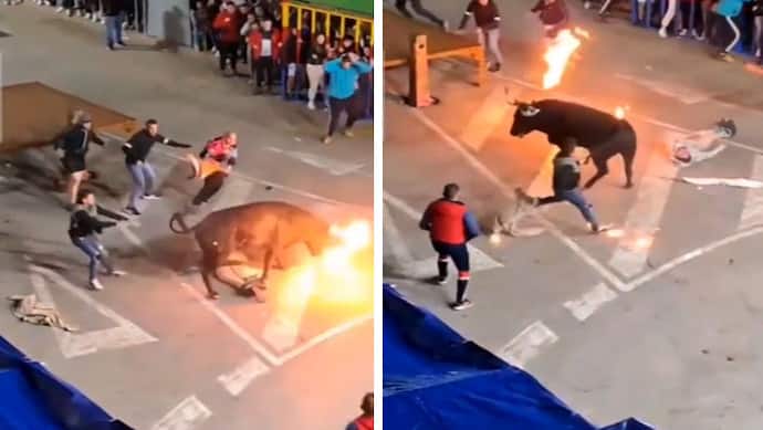 bull chase with fire on horn