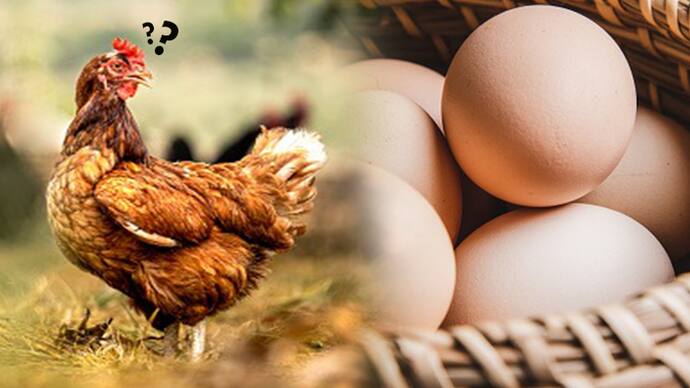 egg or chicken what came first Scientists claim they have solved the complex puzzle 