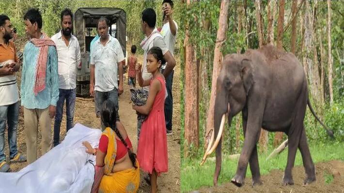 woman attacked by elephant