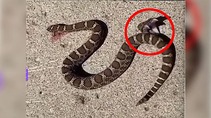 snake bites itself