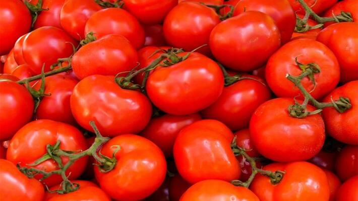 Tomato price in india