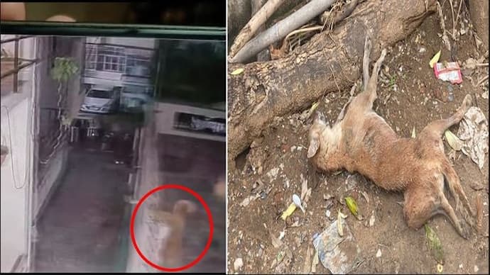 dog brutally beaten in rajasthan