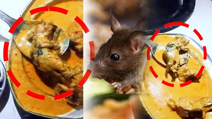 shocking news dead rat found in non veg dish ludhiana hotel owner booked after video viral 